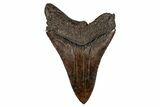 Fossil Megalodon Tooth - Sharply Serrated, Brown Meg #276416-1